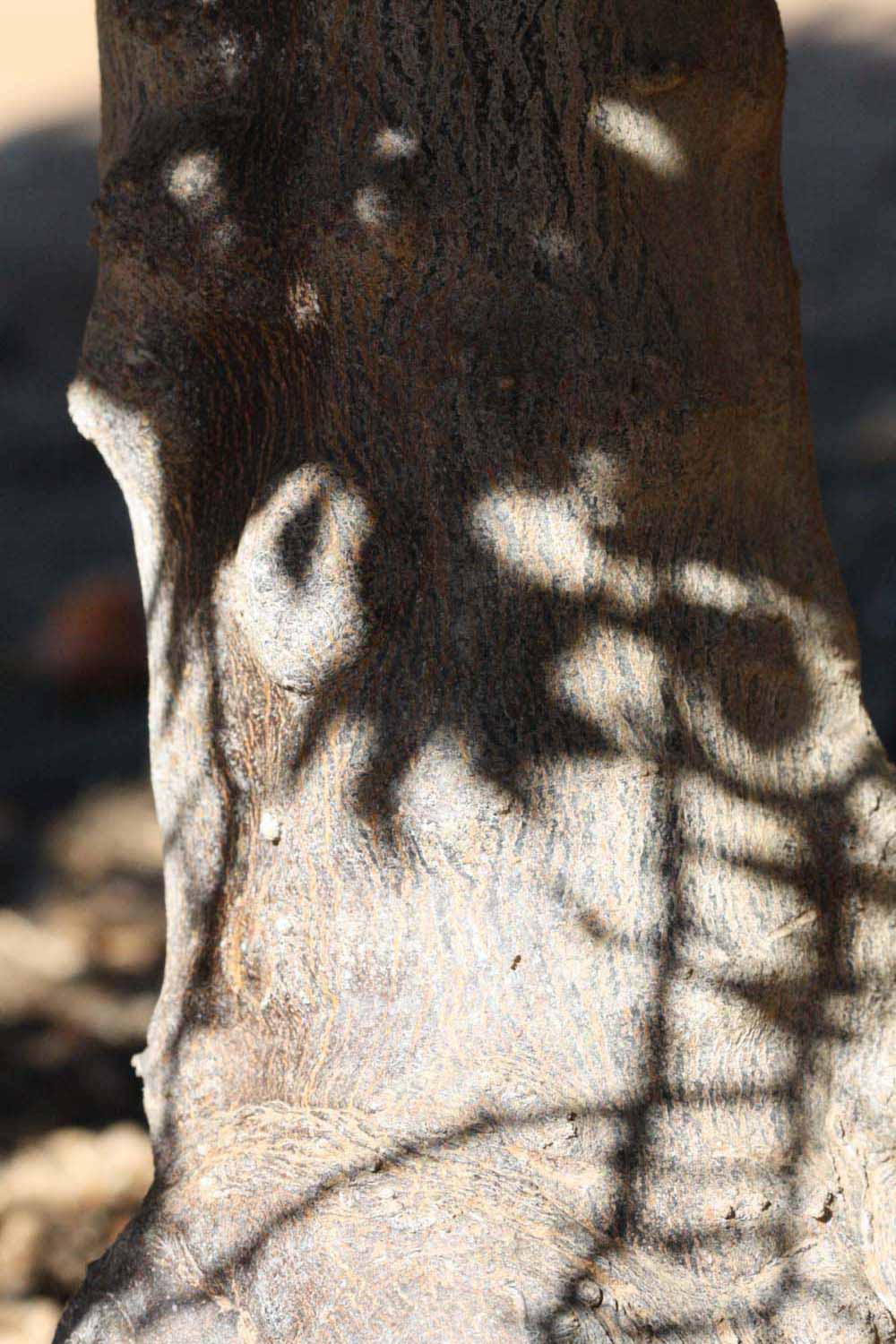            Bark (Riverside, CA)   